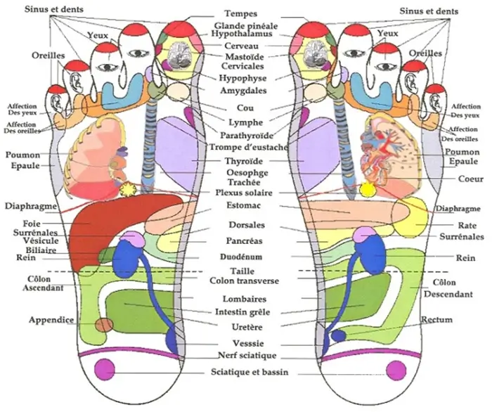 réflexologie plantaire carte